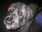 Kai,bouvier,5 jr,al jaren last van zijn bewegingsstelsel.